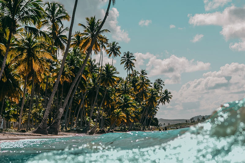 vertical-shot-palm-trees-sandy-beach